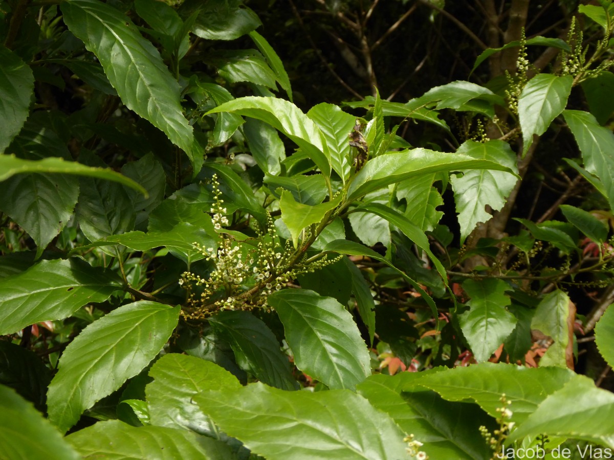 Maesa indica (Roxb.) Sweet